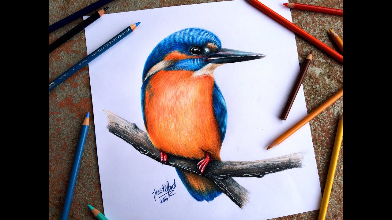 1280x720 speed drawing realistic kingfisher - Kingfisher Bird Drawing