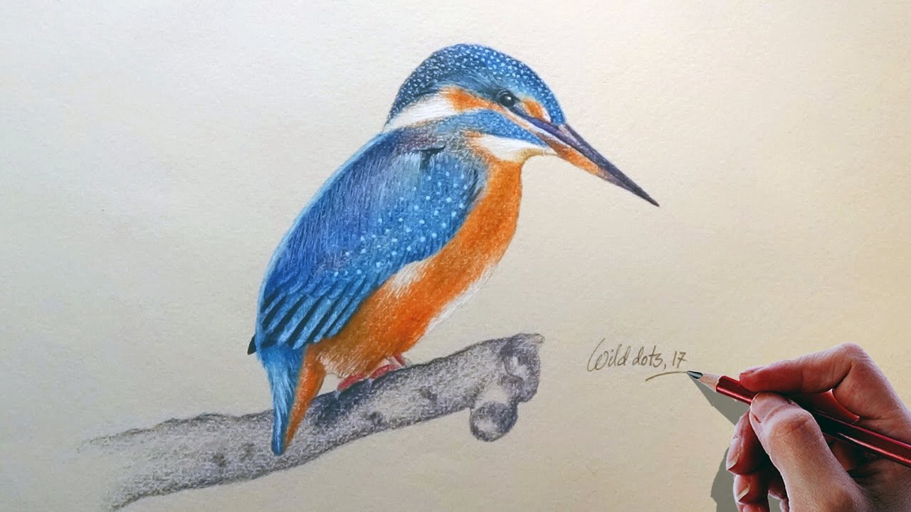 1280x720 bird - Kingfisher Bird Drawing