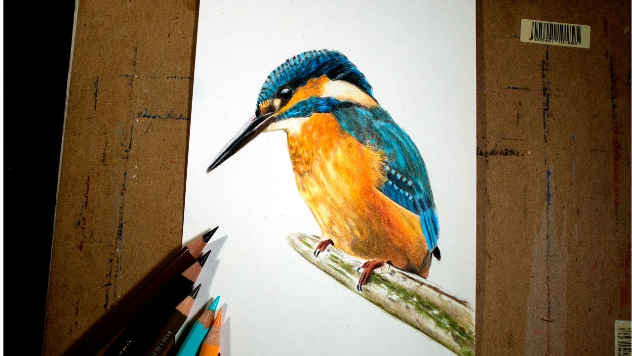 1280x720 how to drawing a kingfisher in colored pencil - Kingfisher Drawing