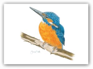 300x224 kingfisher' wildlife bird card - Kingfisher Drawing