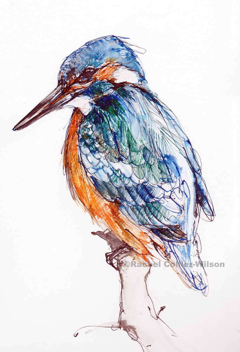 821x1200 kingfisher - Kingfisher Drawing