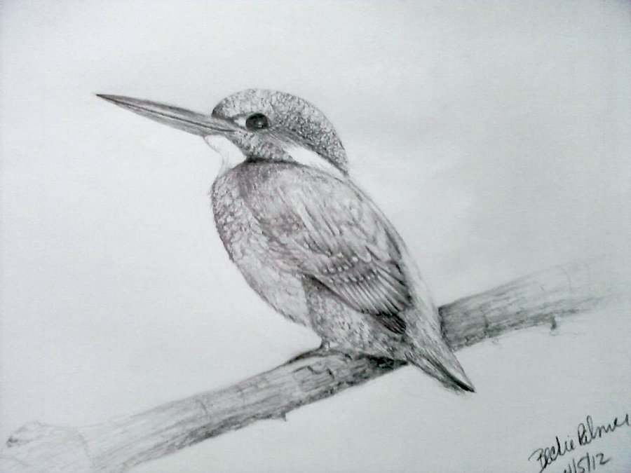 900x675 kingfisher drawing realistic drawing skill - Kingfisher Drawing