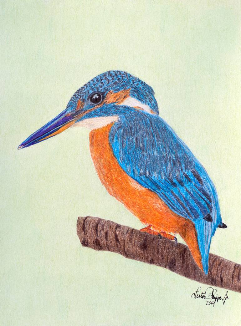 770x1042 kingfisher drawing - Kingfisher Drawing