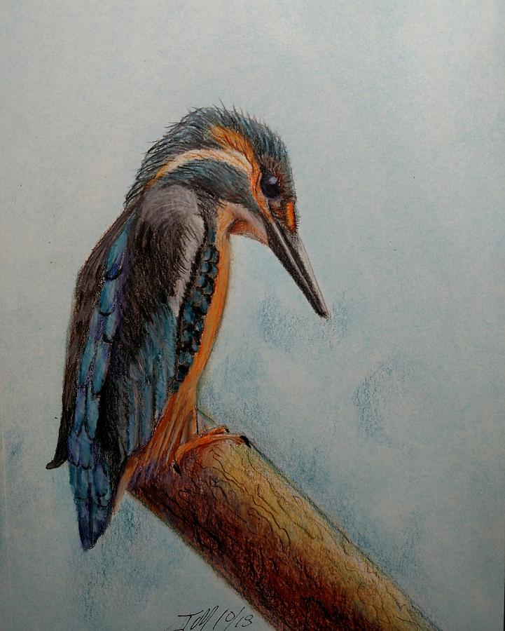 721x900 kingfisher in profile drawing - Kingfisher Drawing