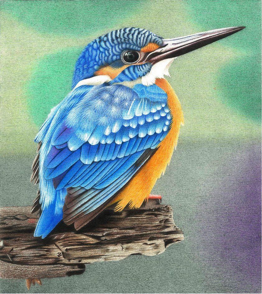 843x947 kingfisher colored pencil drawing - Kingfisher Drawing