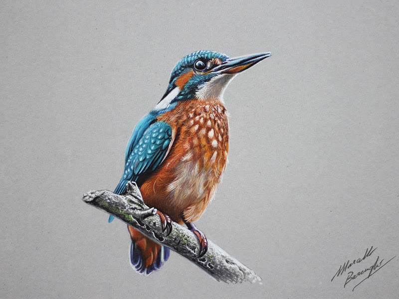 800x600 kingfisher drawing - Kingfisher Drawing