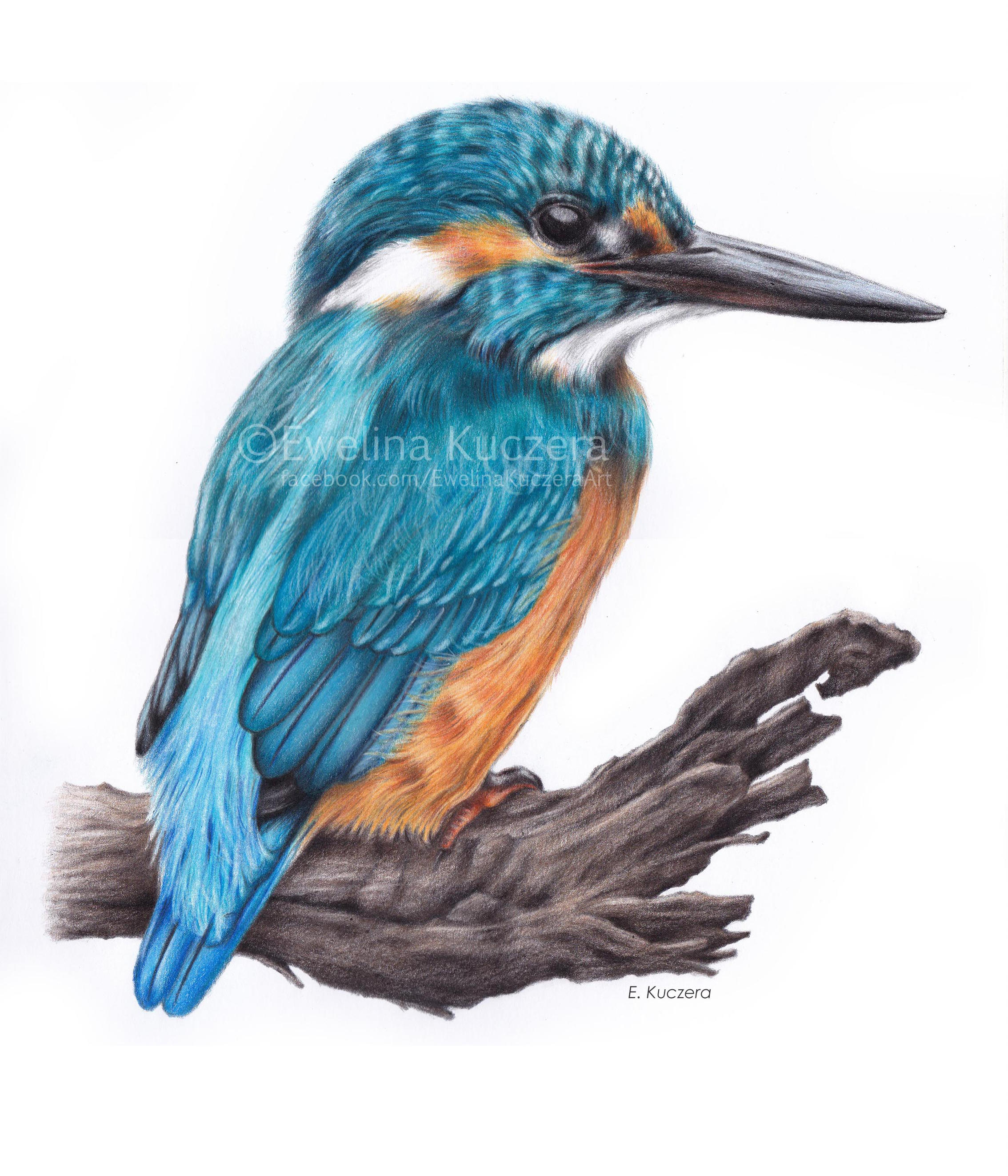 2268x2645 kingfisher drawing - Kingfisher Drawing