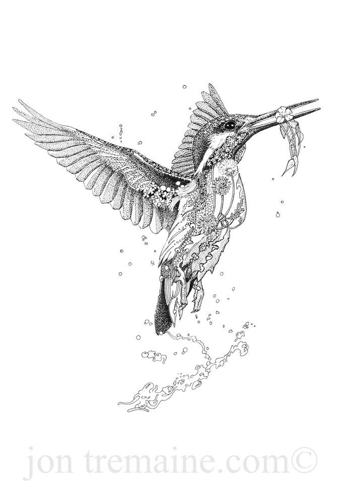 700x978 kingfisher - Kingfisher Drawing
