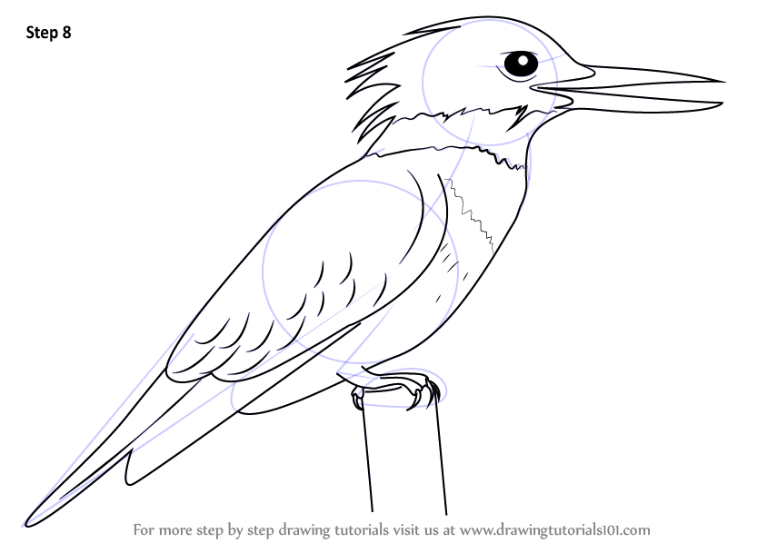 844x598 learn how to draw a belted kingfisher - Kingfisher Drawing