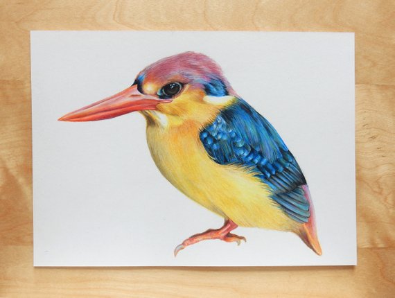 570x430 original kingfisher drawing ornithology art etsy - Kingfisher Drawing