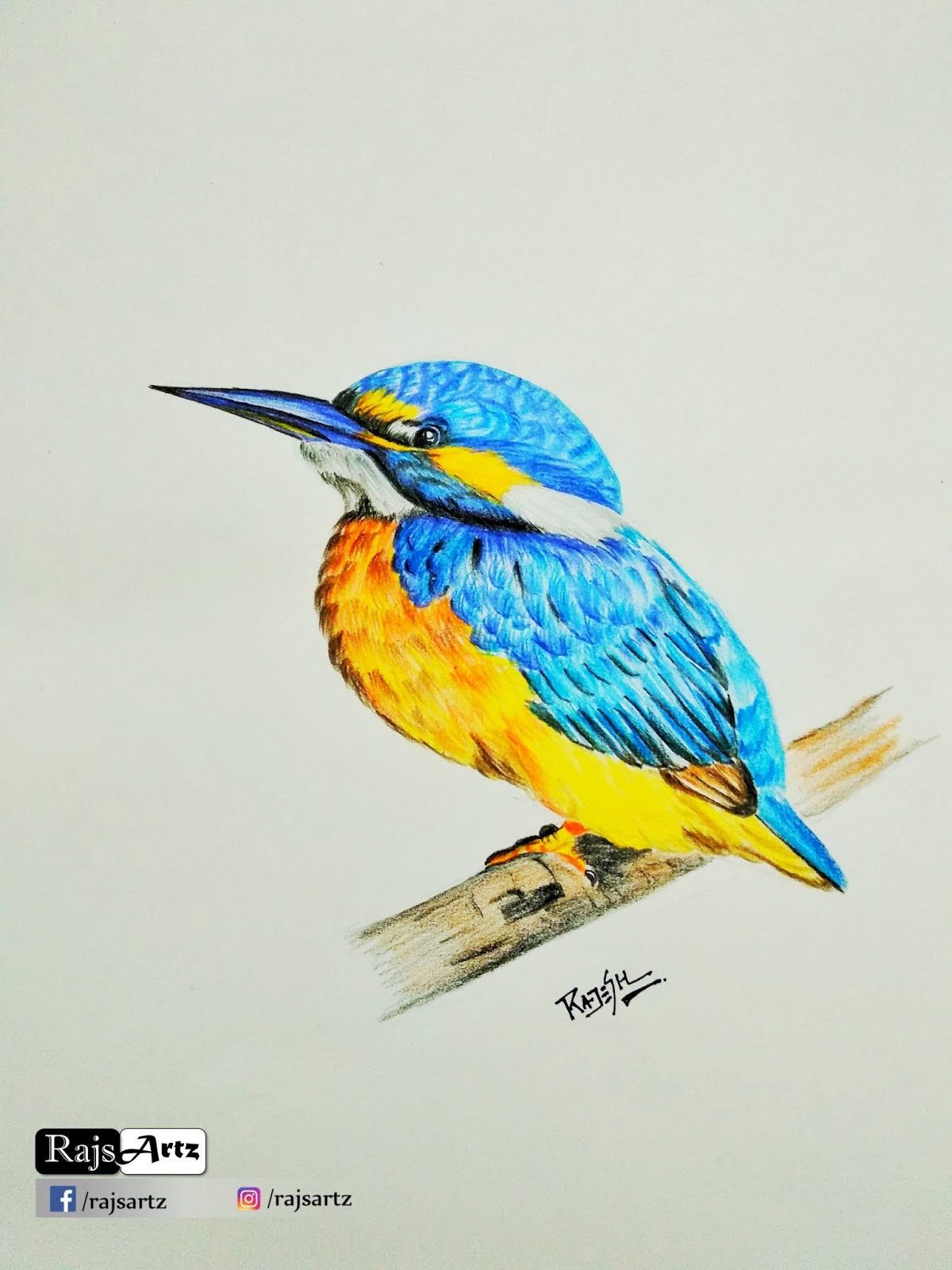 1200x1600 arts with nakum rajesh kingfishercolor pencil drawing - Kingfisher Drawing