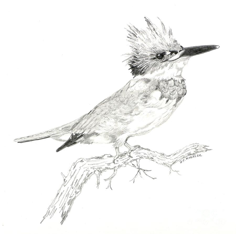 900x893 belted kingfisher drawing - Kingfisher Drawing
