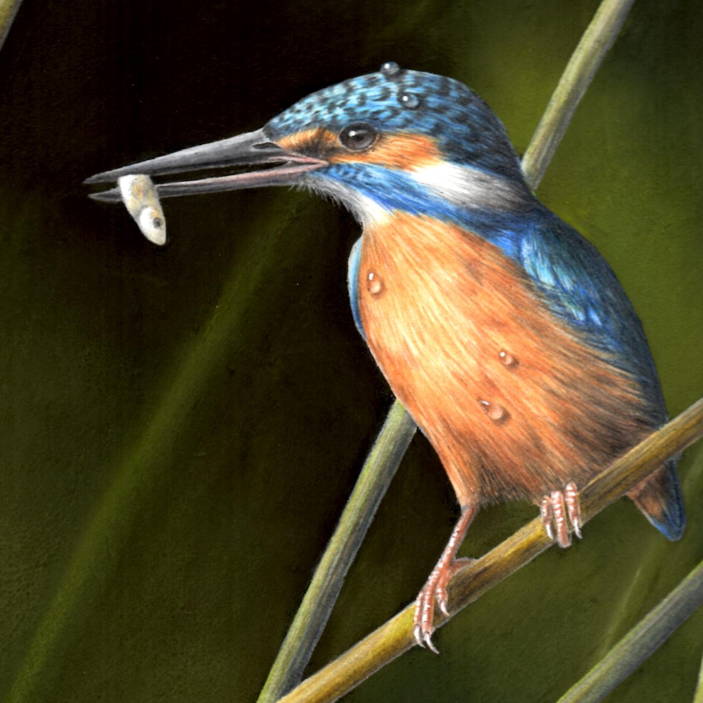 Kingfisher Drawing at Explore collection of