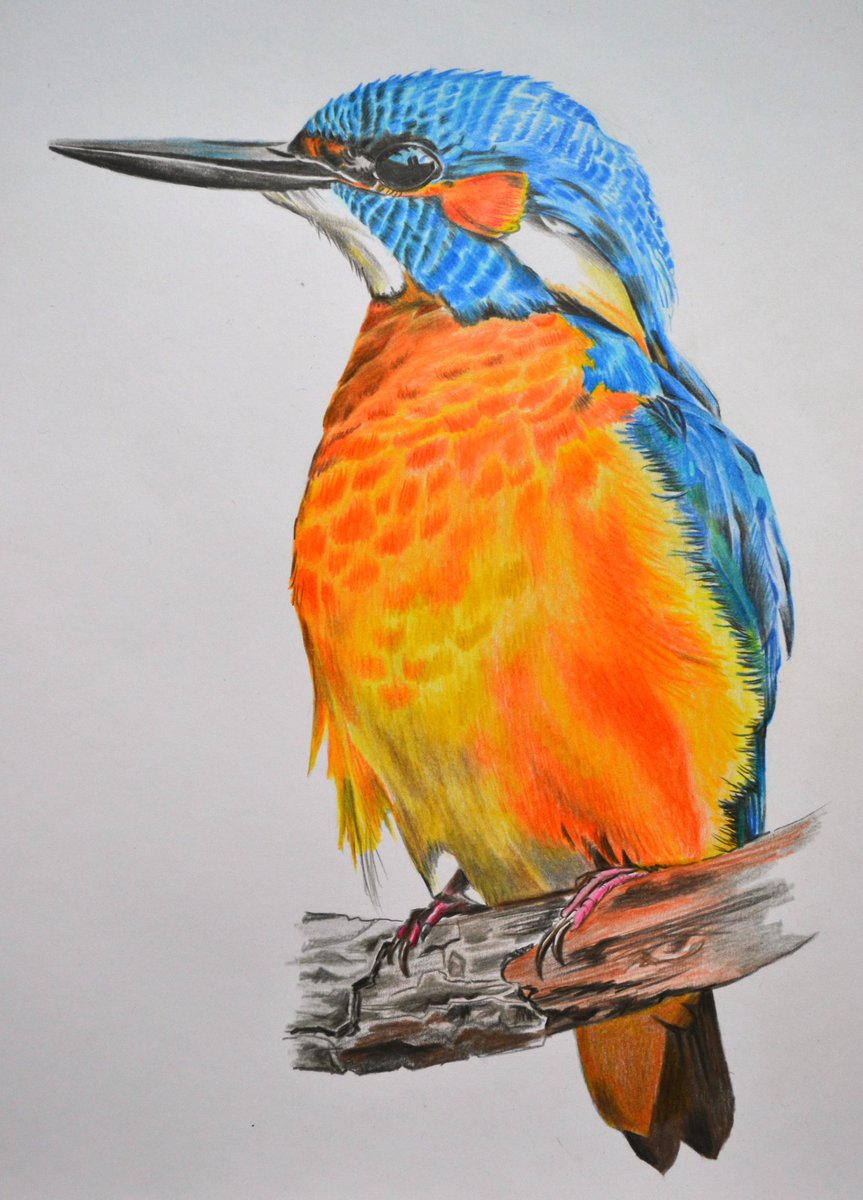 Kingfisher Drawing at Explore collection of