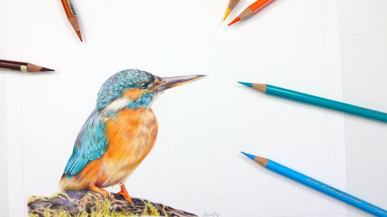 1280x720 how to draw a kingfisher colored pencil tutorial - Kingfisher Drawing