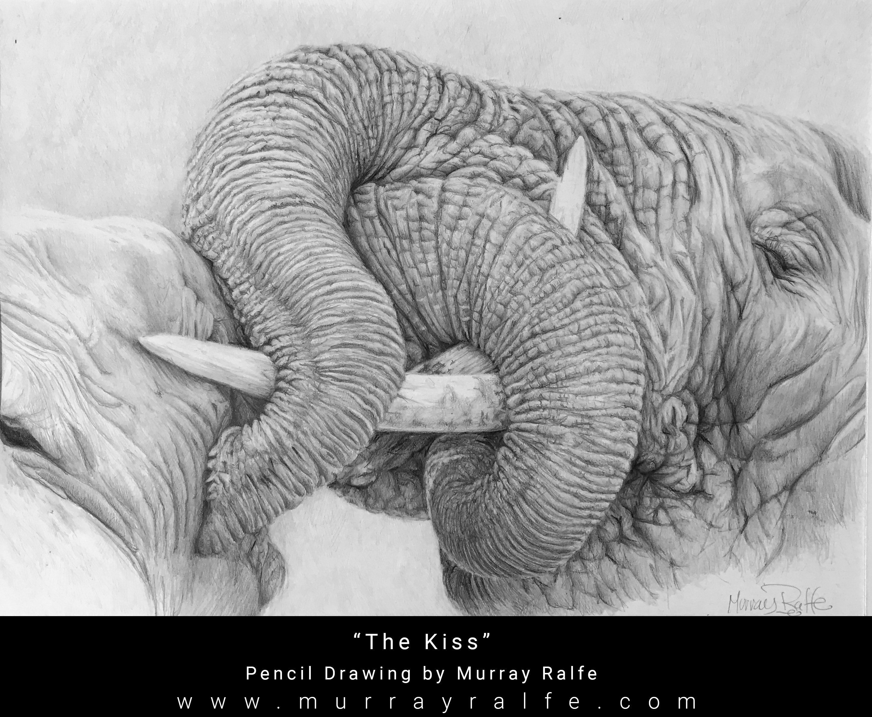 2904x2388 The African Elephants Pencil Drawing Murray Ralfe Murray - Kiss Pencil Drawing