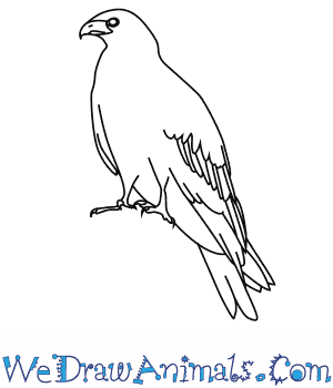 300x350 how to draw a black kite - Kite Drawing