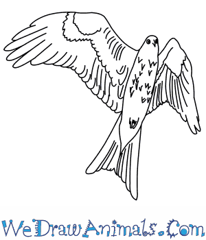 300x350 how to draw a red kite - Kite Drawing