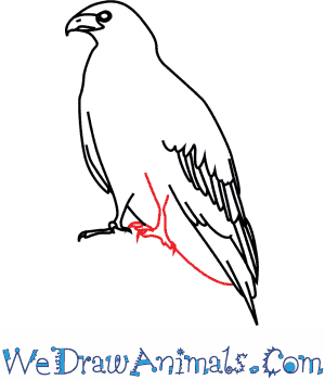 300x350 How To Draw A Black Kite - Kite Images For Drawing