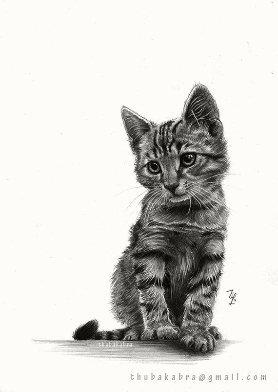 570x802 Kitten Original Pencil Drawing - Kitten Drawing