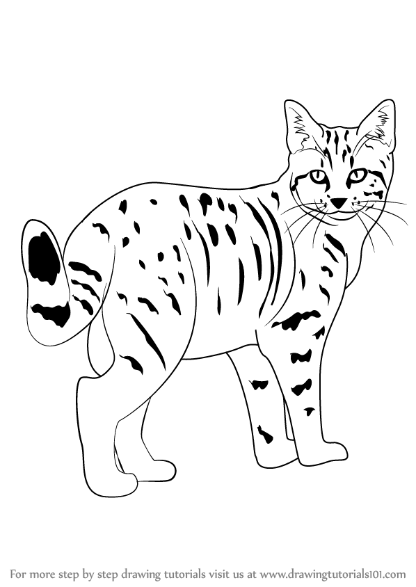 598x844 Learn How To Draw A Kitten - Kitten Drawing