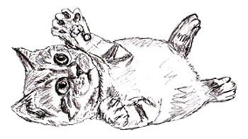 350x196 How To Draw A Kitten - Kitten Drawing Images