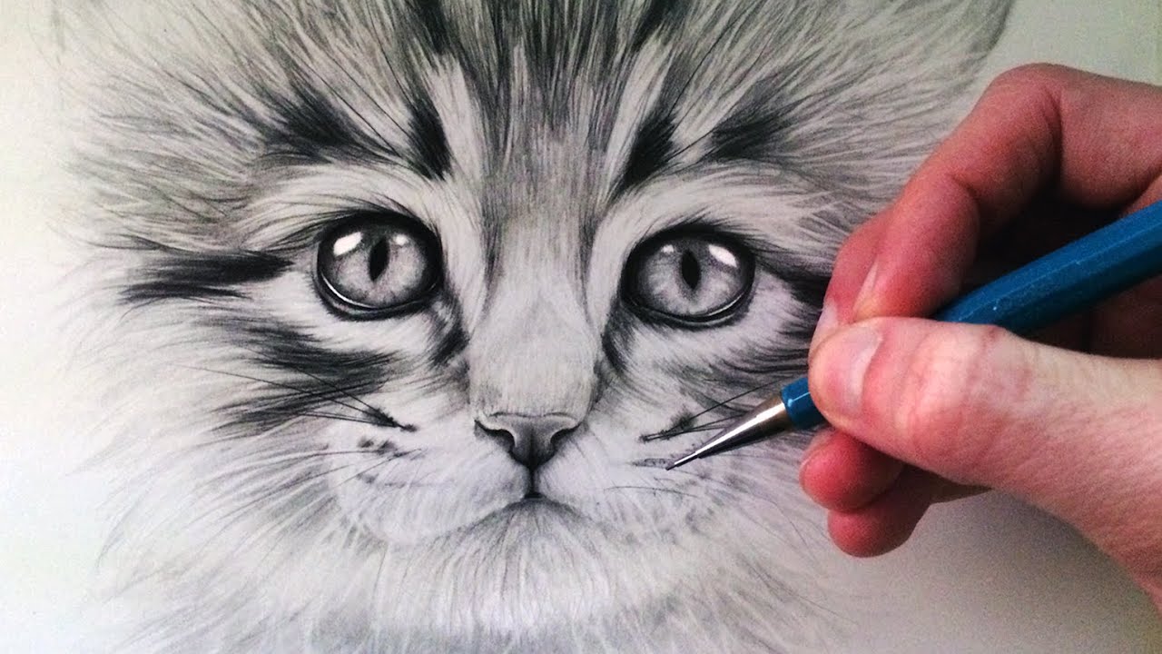 Шерсть кота карандашом