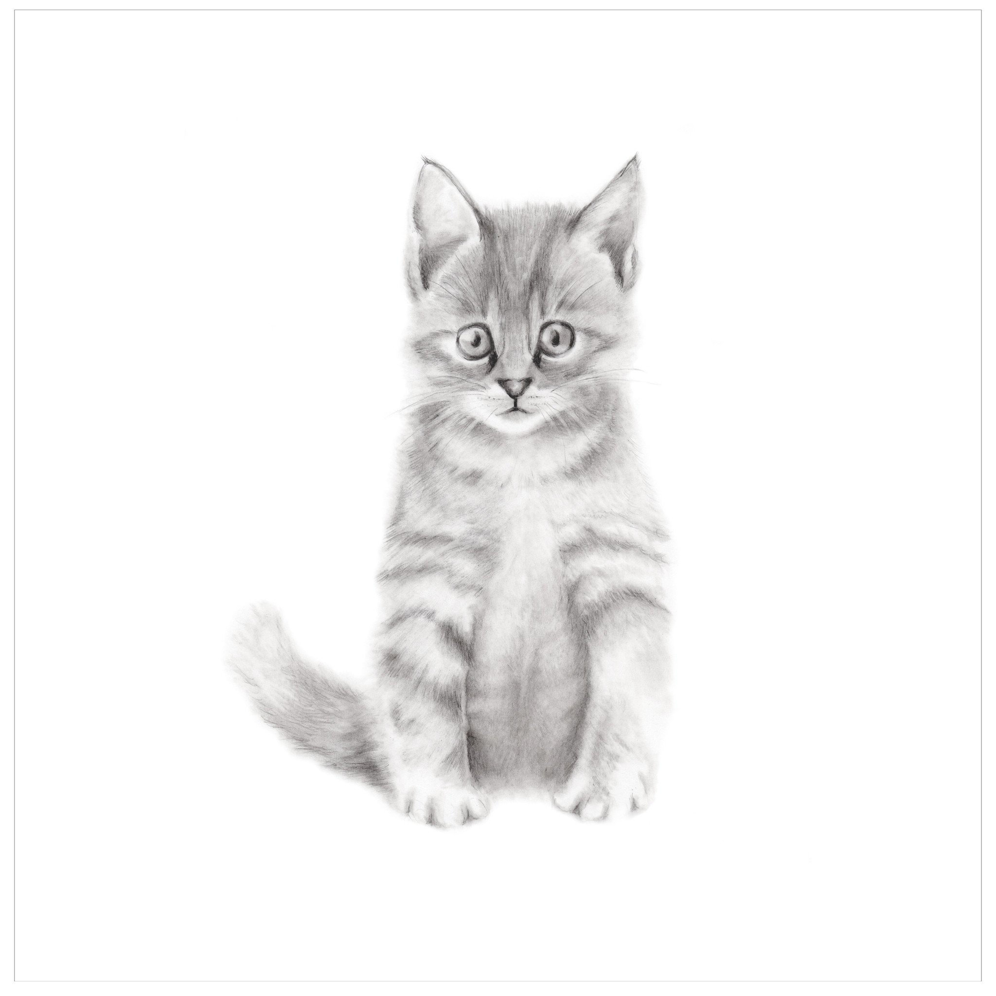 2048x2048 Kitten Pencil Drawing Print - Kitten Drawing Images