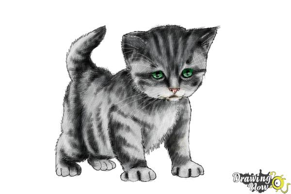 600x400 How To Draw A Kitten Step - Kitten Drawing Step By Step