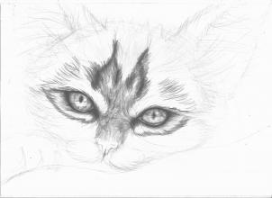 302x220 How To Draw A Realistic Kitten, Cute Kitten, Step - Kitten Drawing Step By Step
