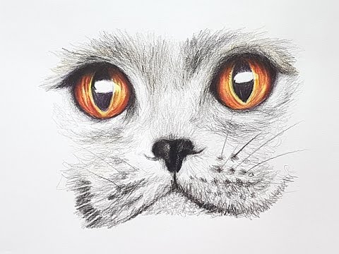 480x360 How To Draw A Kitten Face Step - Kitten Face Drawing