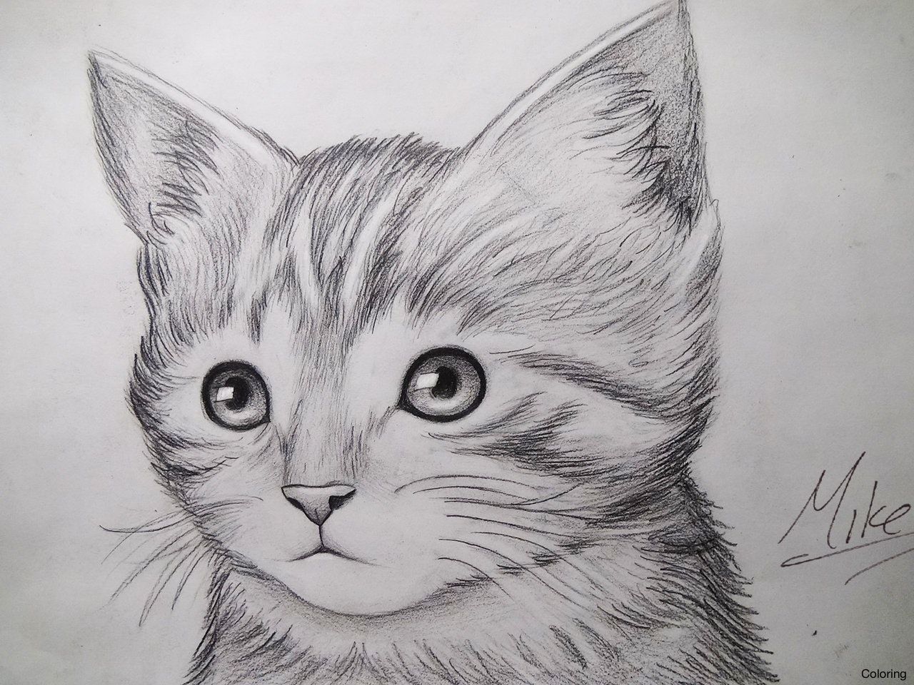 1280x960 pencil drawings of kittens drawing artisan coloring coloring - Kitten Face Drawing