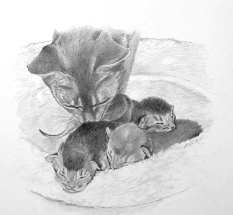 794x734 cat and kittens art cat pencil drawing print abyssinian cat etsy - Kitten Pencil Drawing