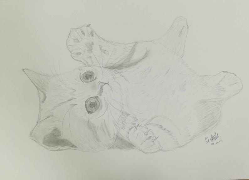 794x576 Cute Kitten Pencil Drawing Etsy - Kitten Pencil Drawing