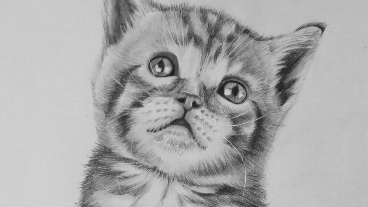 1280x720 Drawing A Realistic Baby Kitten - Kitten Pencil Drawing