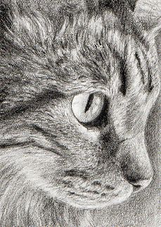 229x323 Best Kitten Drawings Images In Cats, Dog Cat - Kitten Pencil Drawing