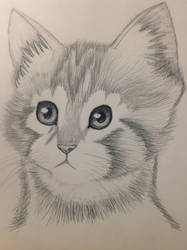 187x250 Kitten Pencil Drawing - Kitten Pencil Drawing