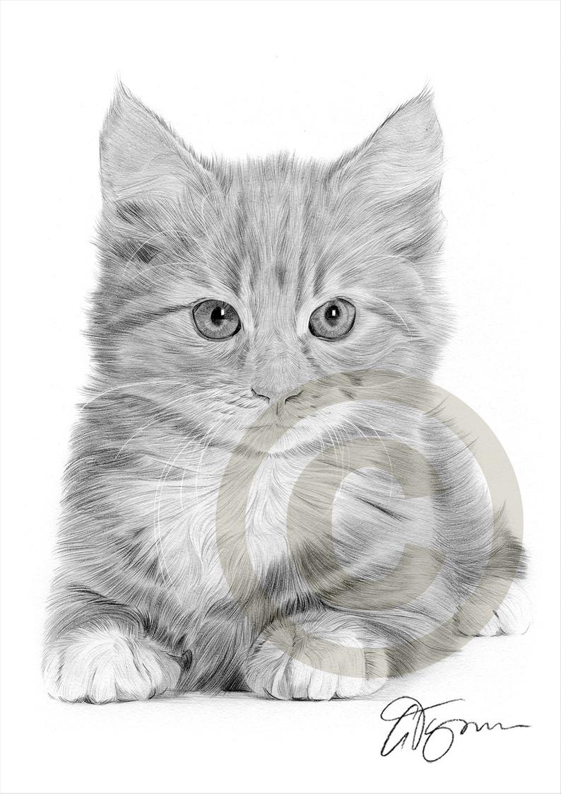 794x1123 Kitten Cat Art Pencil Drawing Print Artwork Signed - Kitten Pencil Drawing