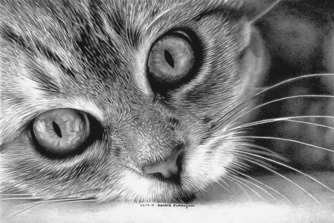 660x441 Beautiful Cat Drawings - Kitten Pencil Drawing