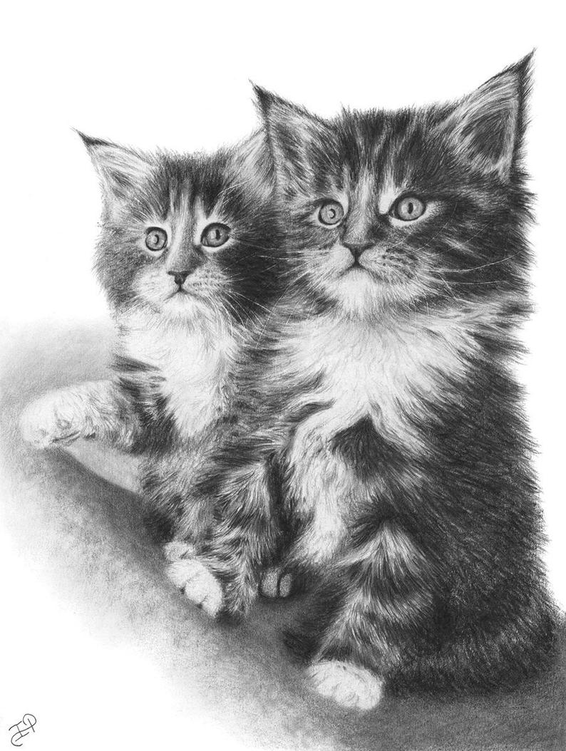 794x1054 maine coon kittens original pencil drawing pets sibilings cute etsy - Kitten Pencil Drawing