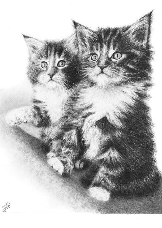 570x799 maine coon kittens original pencil drawing - Kitten Pencil Drawing