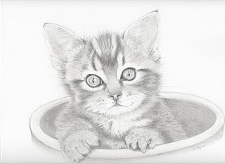 320x233 Pencil Drawings Potted Kitten - Kitten Pencil Drawing