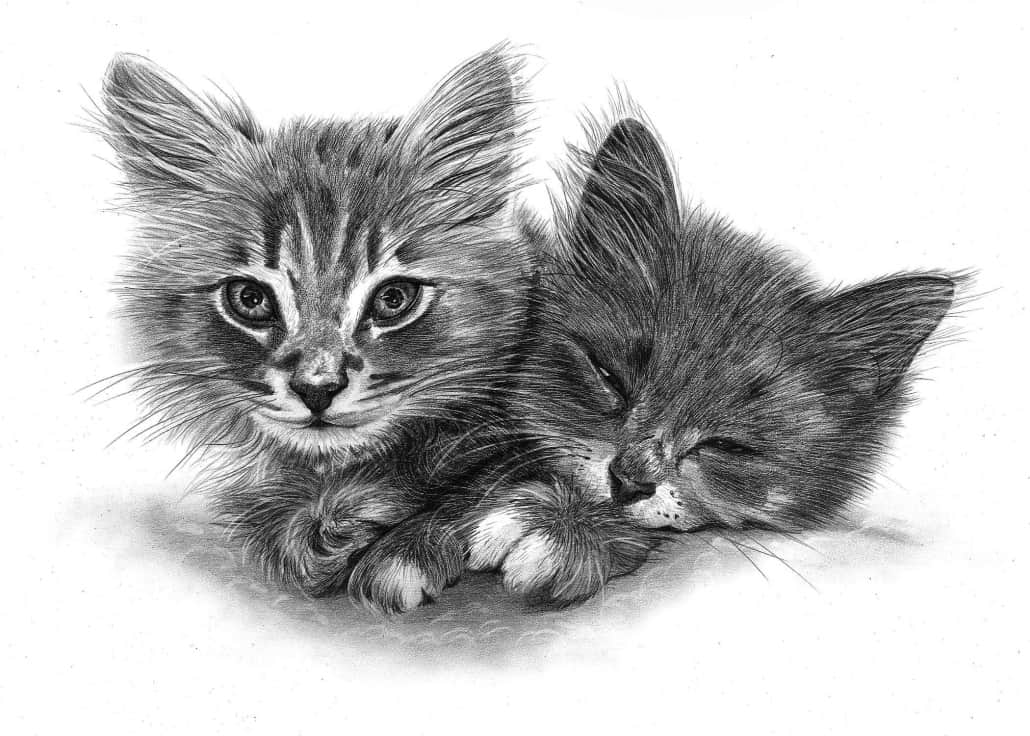 1030x736 Pencil Pet Portraits From Photos - Kitten Pencil Drawing