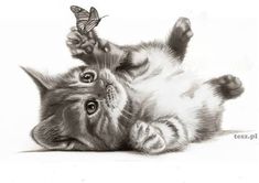 235x166 Coloring For Adults - Kitten Pencil Drawing