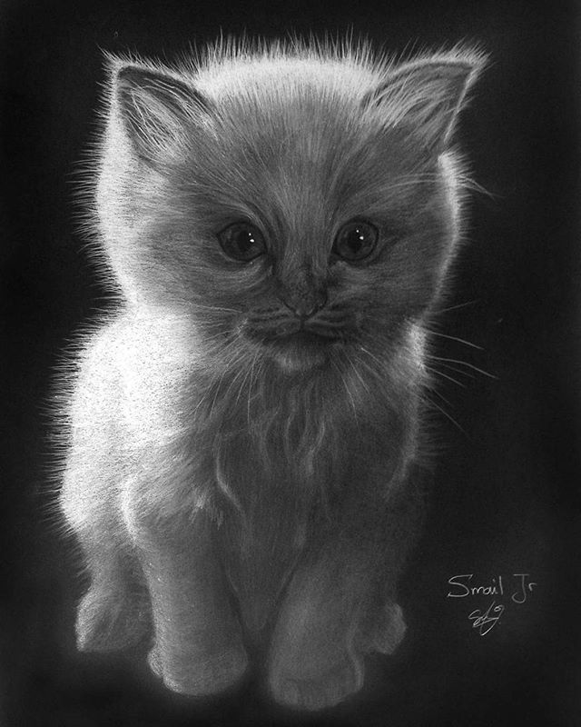 640x800 Inverted - Kitten Pencil Drawing