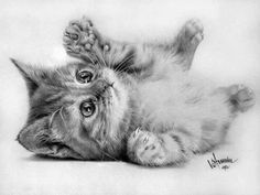 236x177 Best Pencil Drawings Of Animals Images Pencil Drawings - Kitten Pencil Drawing