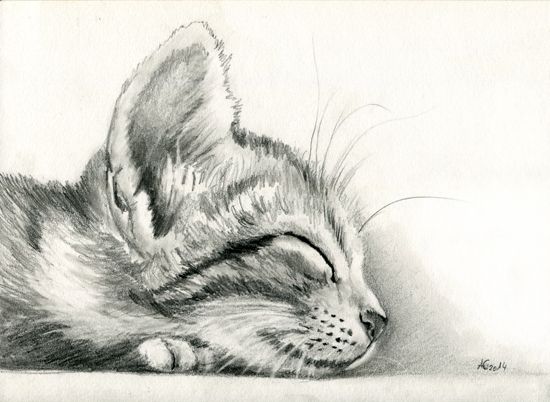 550x402 Art Drawing Pencil Sleeping Kitten - Kitten Pencil Drawing