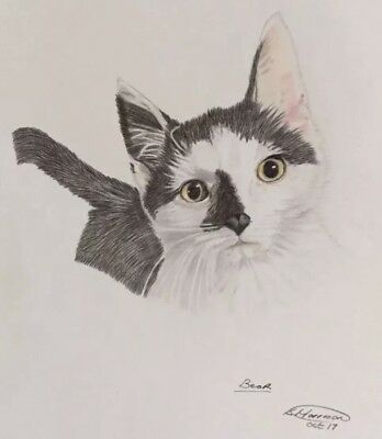 348x400 Beautiful Kitten Pencil Drawing - Kitten Pencil Drawing