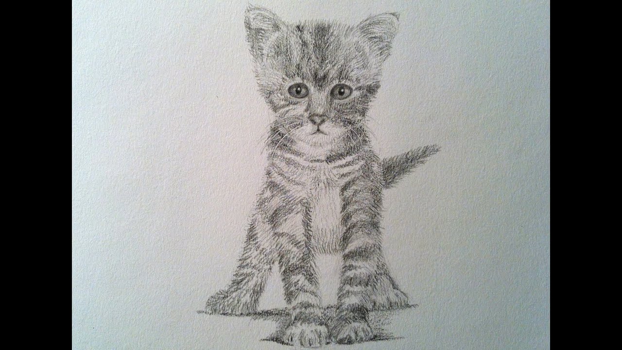1280x720 How To Draw A Realistic Cat - Kitty Cat Drawing
