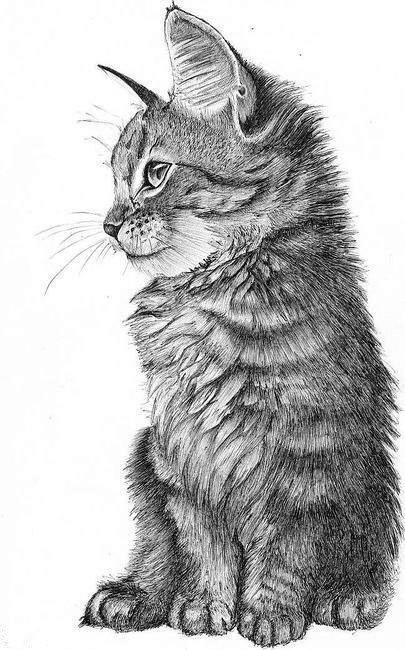 405x650 Kitty Cat Drawing Black And White Draw Bw Black Ampamp White Drawn - Kitty Cat Drawing